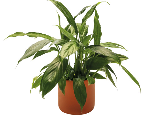 Plante fleur de lune en pot