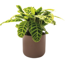 Plante d'intérieur Maranta en pot