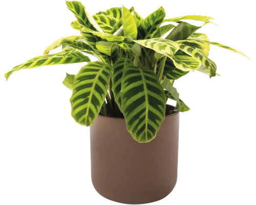 Plante d'intérieur Maranta en pot
