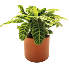 Plante prière en pot