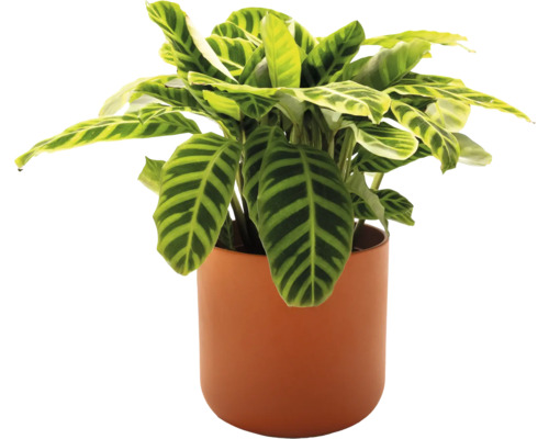 Plante prière en pot