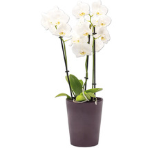 Orchidee im Topf