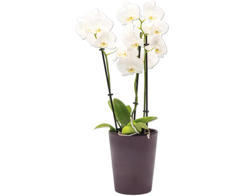 Orchidée en pot
