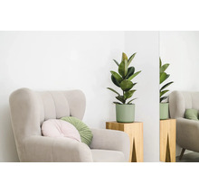 Scène d'intérieur avec fauteuil, coussins et plante caoutchouc en pot