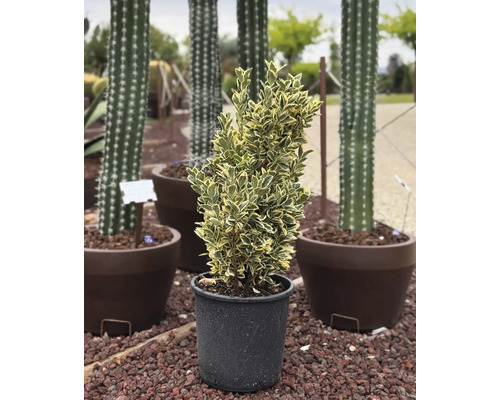 Fusain persistant en pot