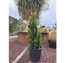 Buis cultivé en pot