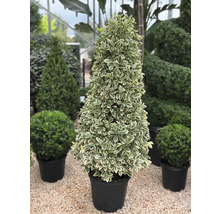 Im Topf gezogener Spindelstrauch mit Kegelform für den Garten