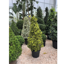 Verschiedene Formschnittgehölze in Töpfen