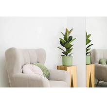 Fauteuil avec coussins et plante d'intérieur sur une table d'appoint