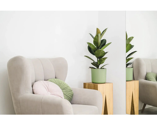 Fauteuil avec coussins et plante d'intérieur sur une table d'appoint