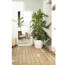 Scène d'intérieur avec un Monstera en pot blanc près d'une porte.