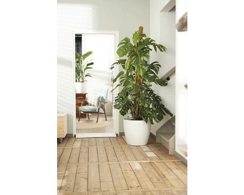 Monstera plante d'intérieur avec support à plantes dans un pot blanc dans une pièce lumineuse