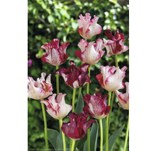 Tulipes aux pétales flammés dans le jardin