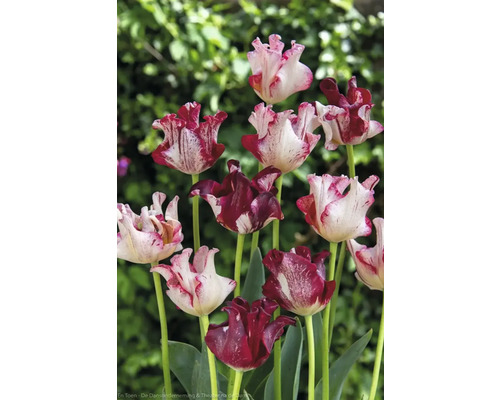 Tulipes aux pétales flammés dans le jardin