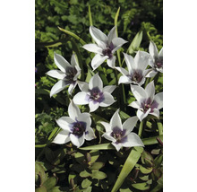 Inflorescence de tulipes sauvages dans le jardin