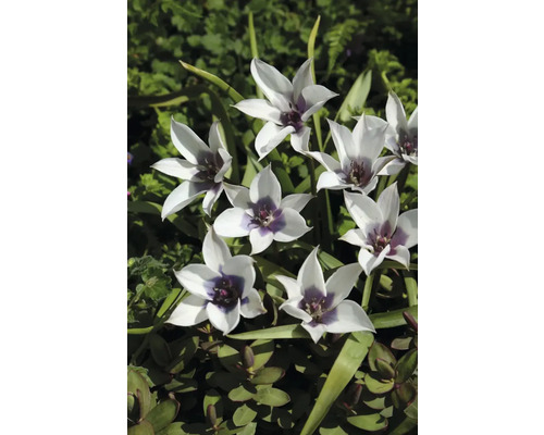 Inflorescence de tulipes sauvages dans le jardin