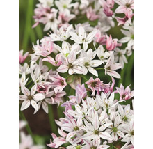 Gros plan de fleurs d'ail étoilé