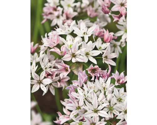 Gros plan de fleurs d'ail étoilé