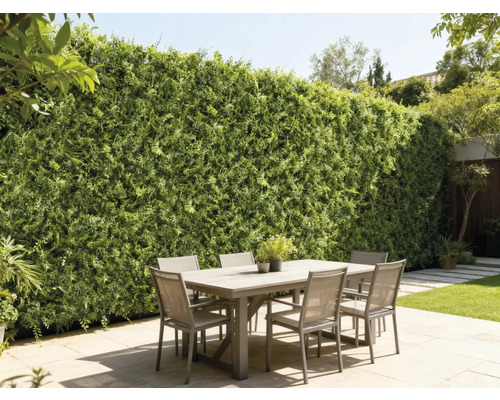 Outdoor-Szene mit Esstisch und begrünter Wand als Sichtschutz im Garten.