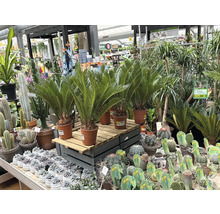 Sélection de plantes d'intérieur, dont des fougères et des cactus, dans une jardinerie.