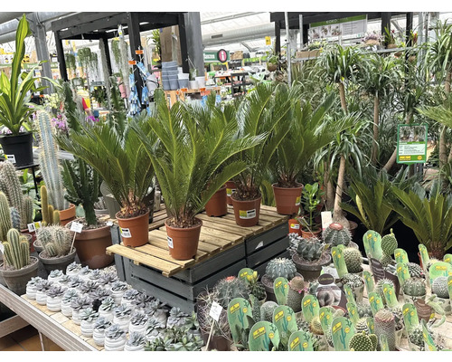 Sélection de plantes d'intérieur, dont des fougères et des cactus, dans une jardinerie.