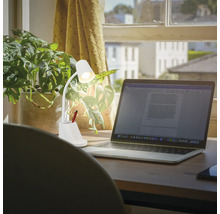 Szene mit einer Schreibtischlampe, einem Laptop und einer Zimmerpflanze auf einem Schreibtisch.