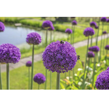 Ail d'ornement en fleurs dans le jardin avec des insectes