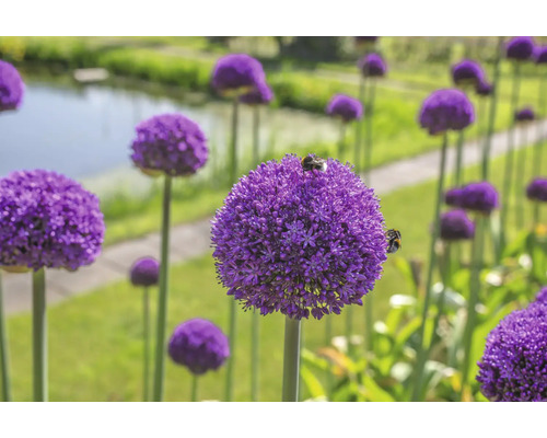 Ail d'ornement en fleurs dans le jardin avec des insectes