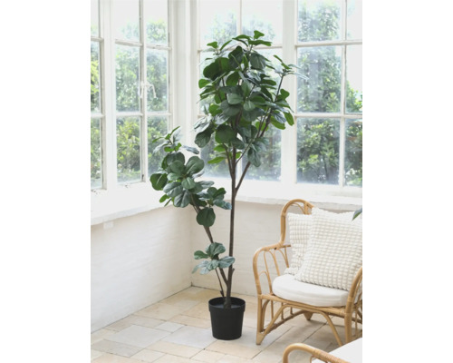 Feigenbaum im Topf in einem hellen Raum