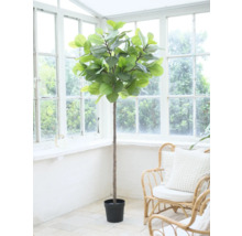 Plante d'intérieur en pot devant une fenêtre.