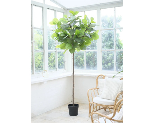 Plante d'intérieur en pot devant une fenêtre.