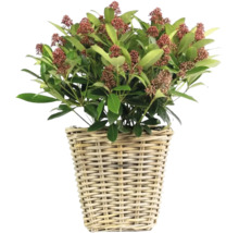 Skimmia dans un panier tressé