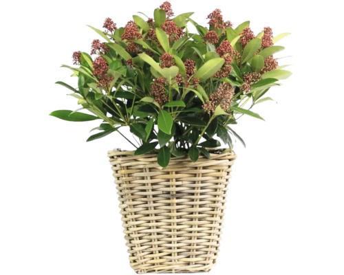 Skimmia dans un panier tressé