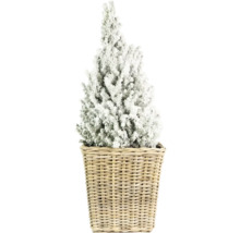 Arbre de Noël miniature décoratif enneigé dans un panier