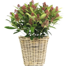 Skimmia dans un panier tressé