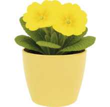 Primevère jaune dans un pot
