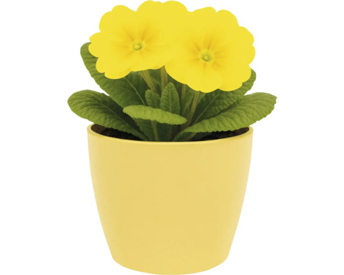 Primevère jaune dans un pot