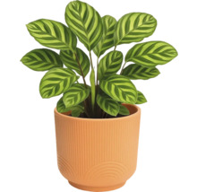 Plante priante en pot