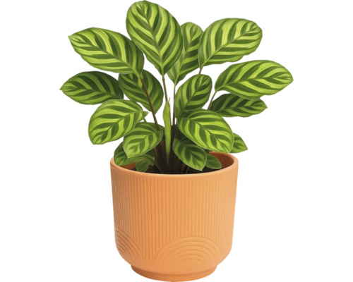 Plante priante en pot