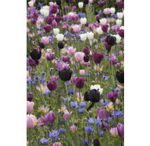 Champ de tulipes et autres fleurs printanières