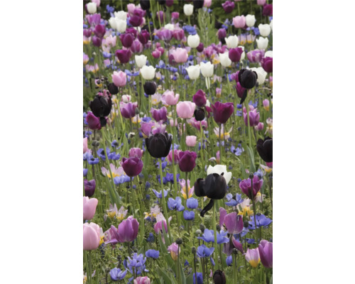 Champ de tulipes et autres fleurs printanières
