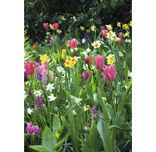 Parterre de fleurs avec des tulipes, des jonquilles et des jacinthes dans le jardin