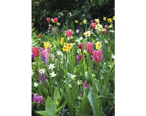Parterre de fleurs avec des tulipes, des jonquilles et des jacinthes dans le jardin