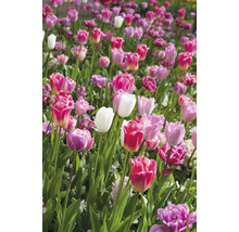 Champ avec différentes variétés de tulipes