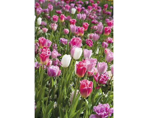 Champ avec différentes variétés de tulipes