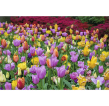 Champ avec des fleurs de tulipes multicolores.