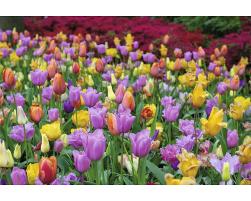 Champ avec des fleurs de tulipes multicolores.
