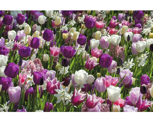 Champ de tulipes et de jonquilles