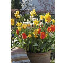 Blumenarrangement mit Narzissen und Tulpen in einem Topf im Garten.