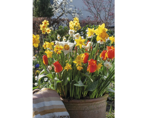 Blumenarrangement mit Narzissen und Tulpen in einem Topf im Garten.